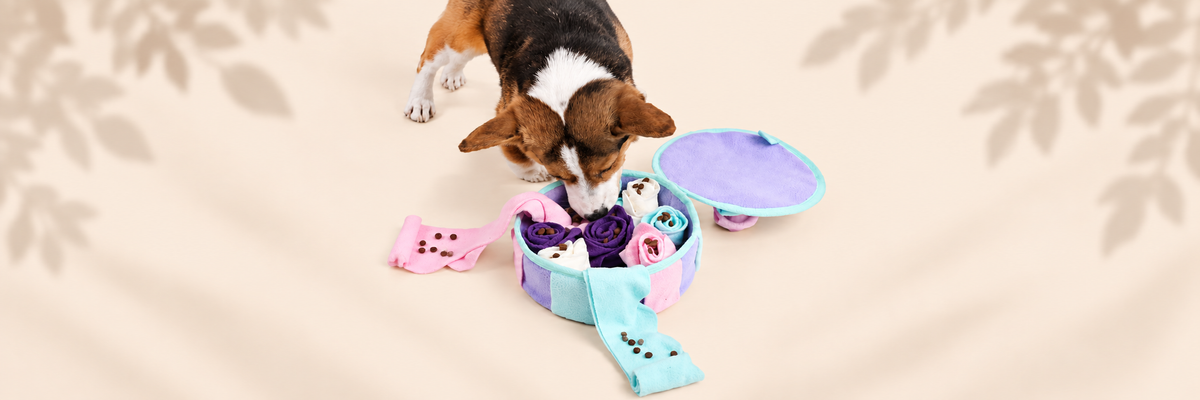 Sniff & Seek