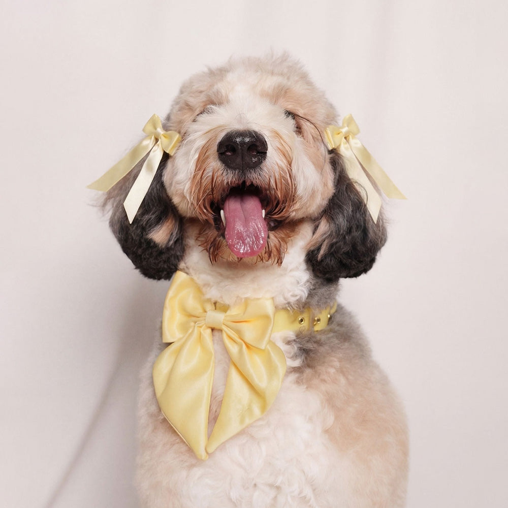 Furry Muse Satin Collar Bow Butter