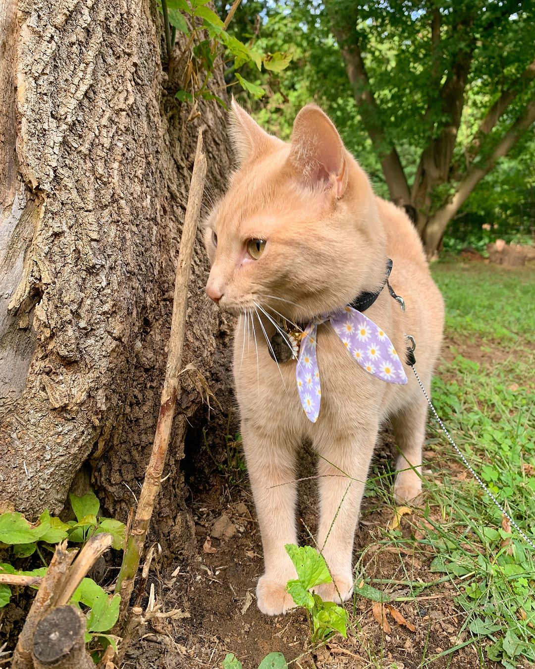 Made By Cleo Daisies Purple Bunny Tie Cat Collar