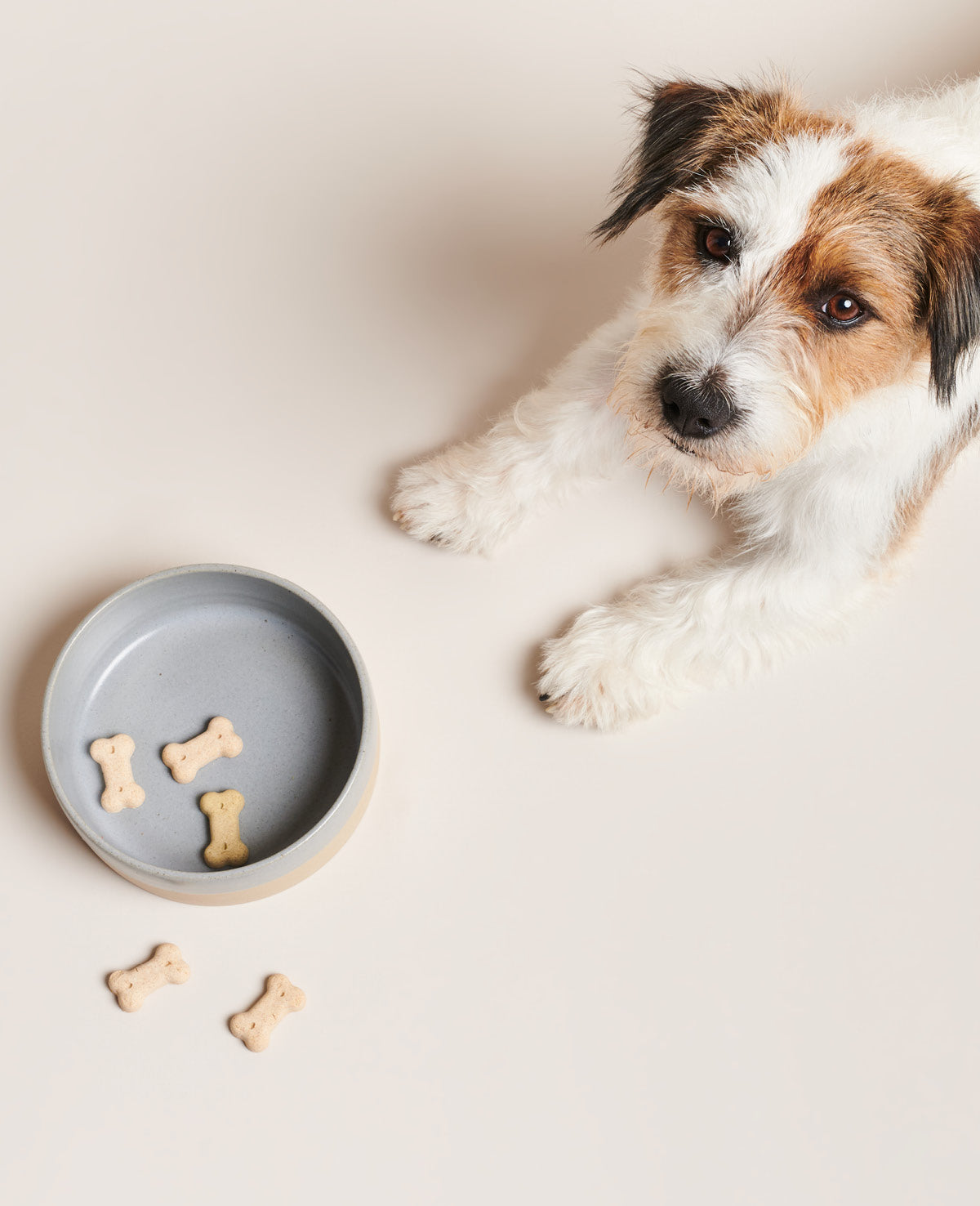 Pawness Grey Ceramic Food Bowl