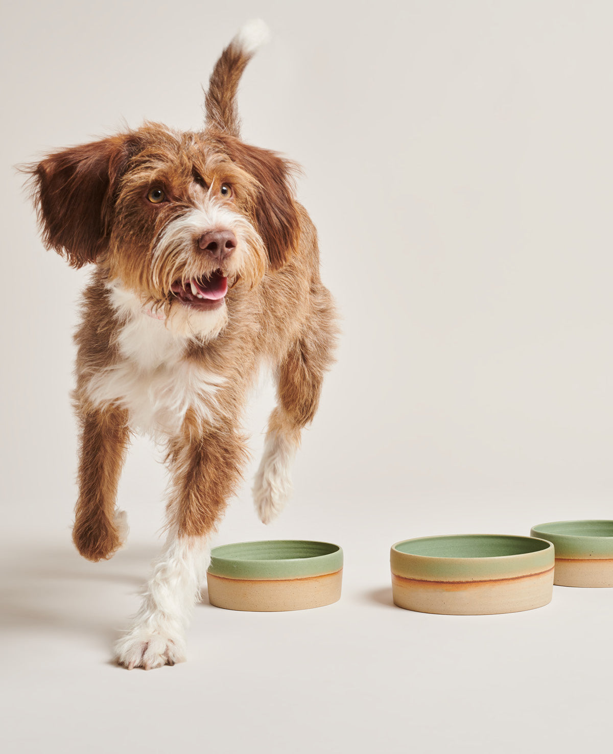 Pawness Emerald Ceramic Food Bowl