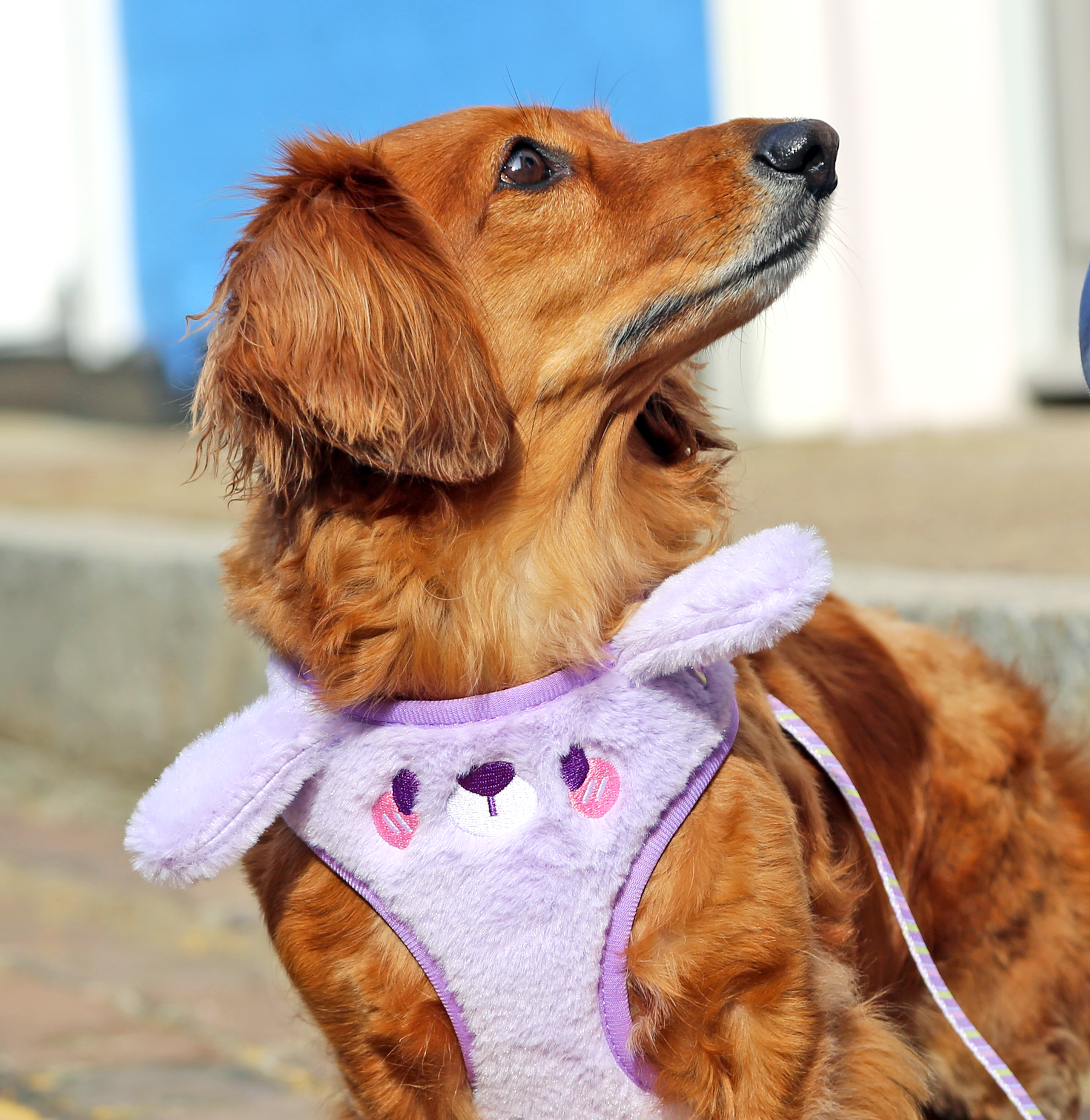 MozoMozo Bani Harness