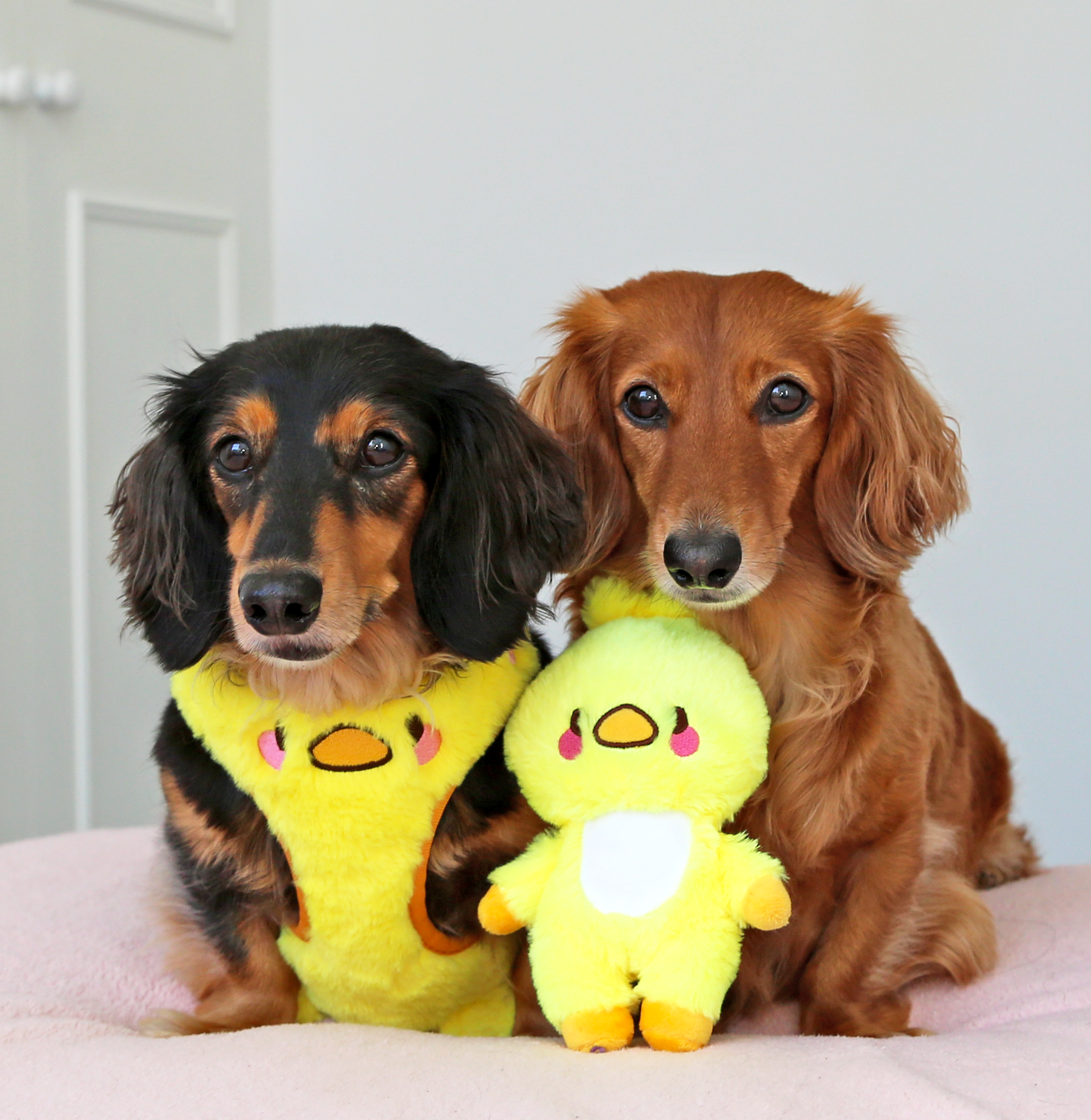 MozoMozo Hiyoko Harness