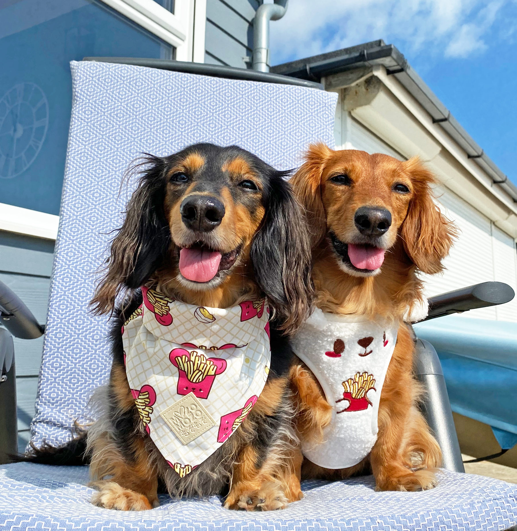 MozoMozo Furaido Tayto-Kuma Bandana