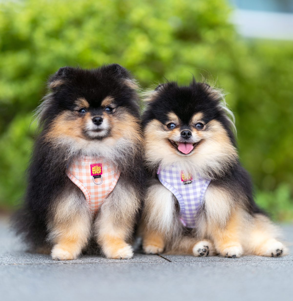 MozoMozo Honey Gingham Harness