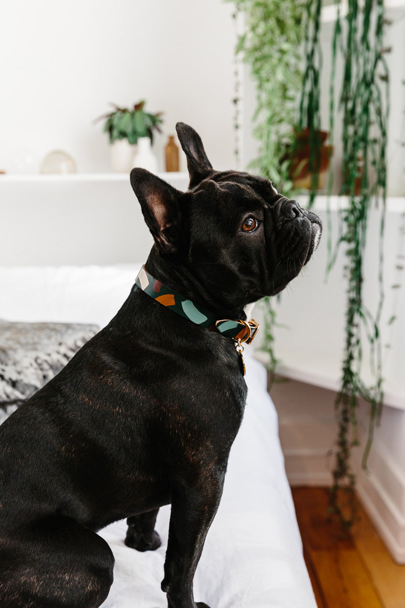 Nice digs best sale dog collar