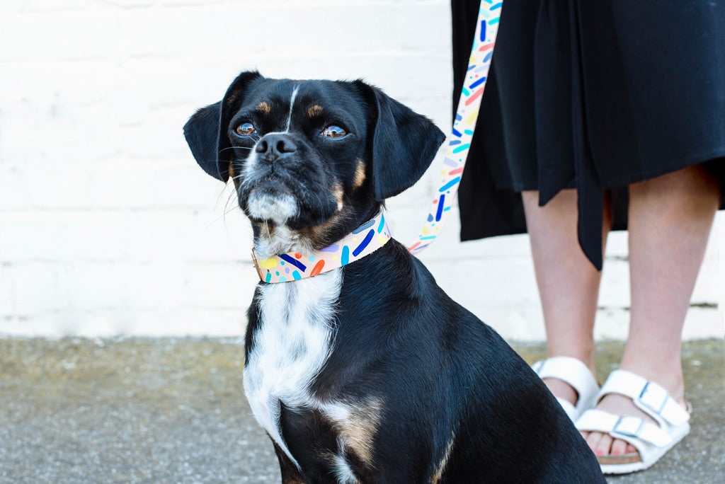 Nice Digs Confetti Collar