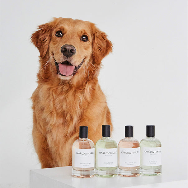 Harlow Harry Pet Parfum Bellevue 162