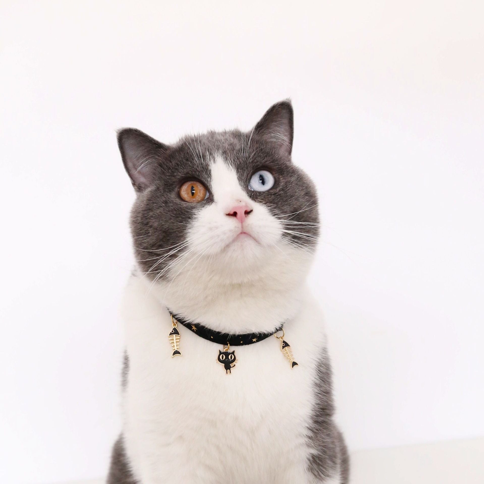 The Collective Jiji Collar