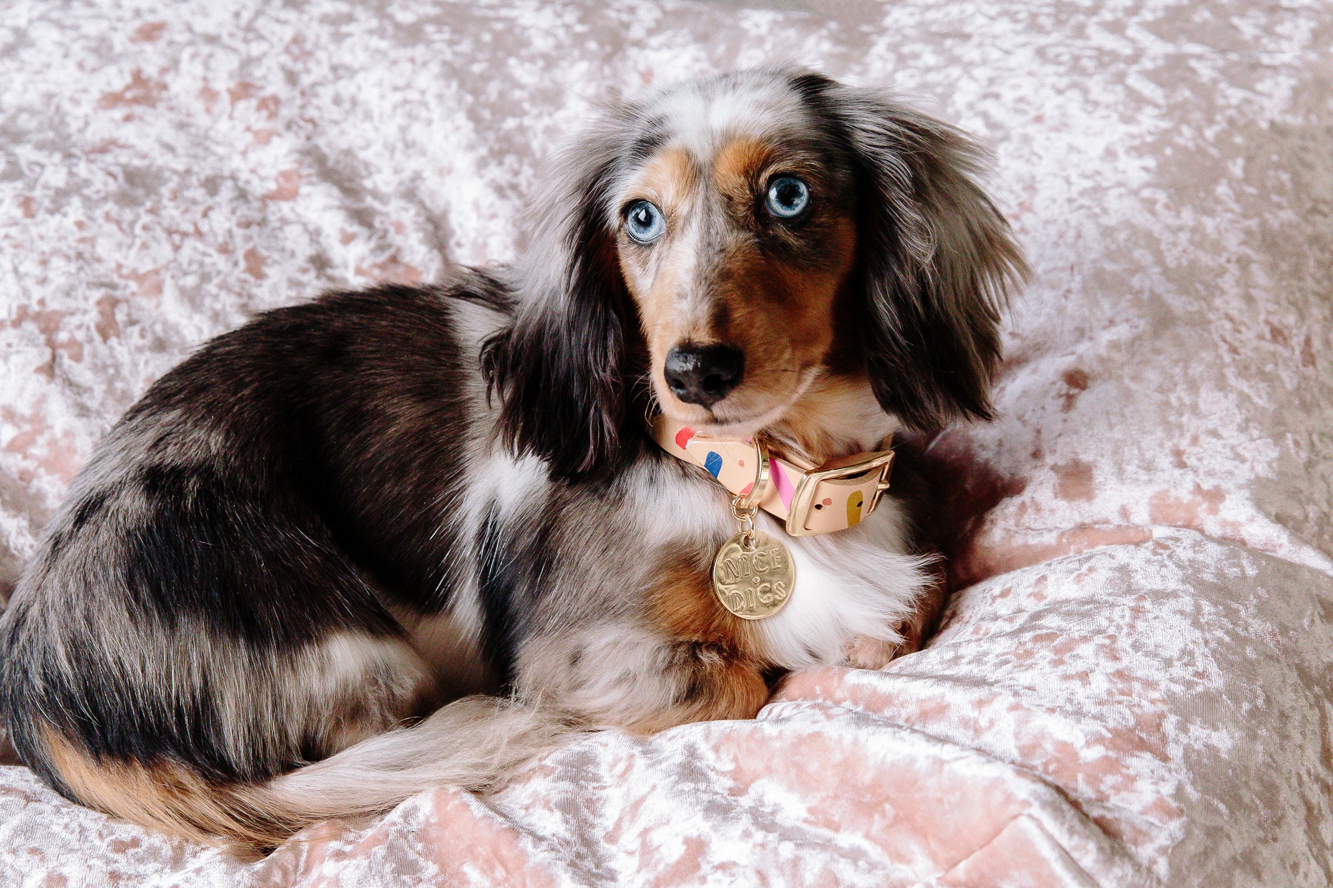 Nice Digs Jungle Confetti Collar