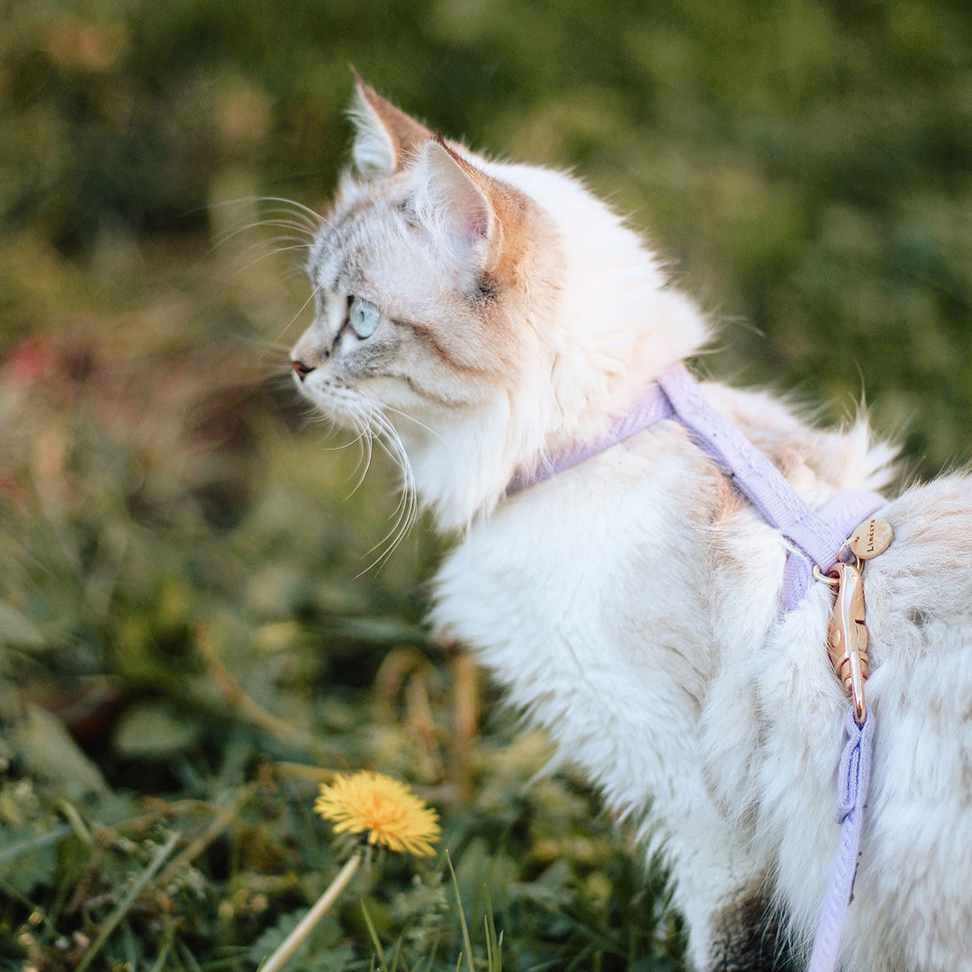 Linécru KÖT Harness