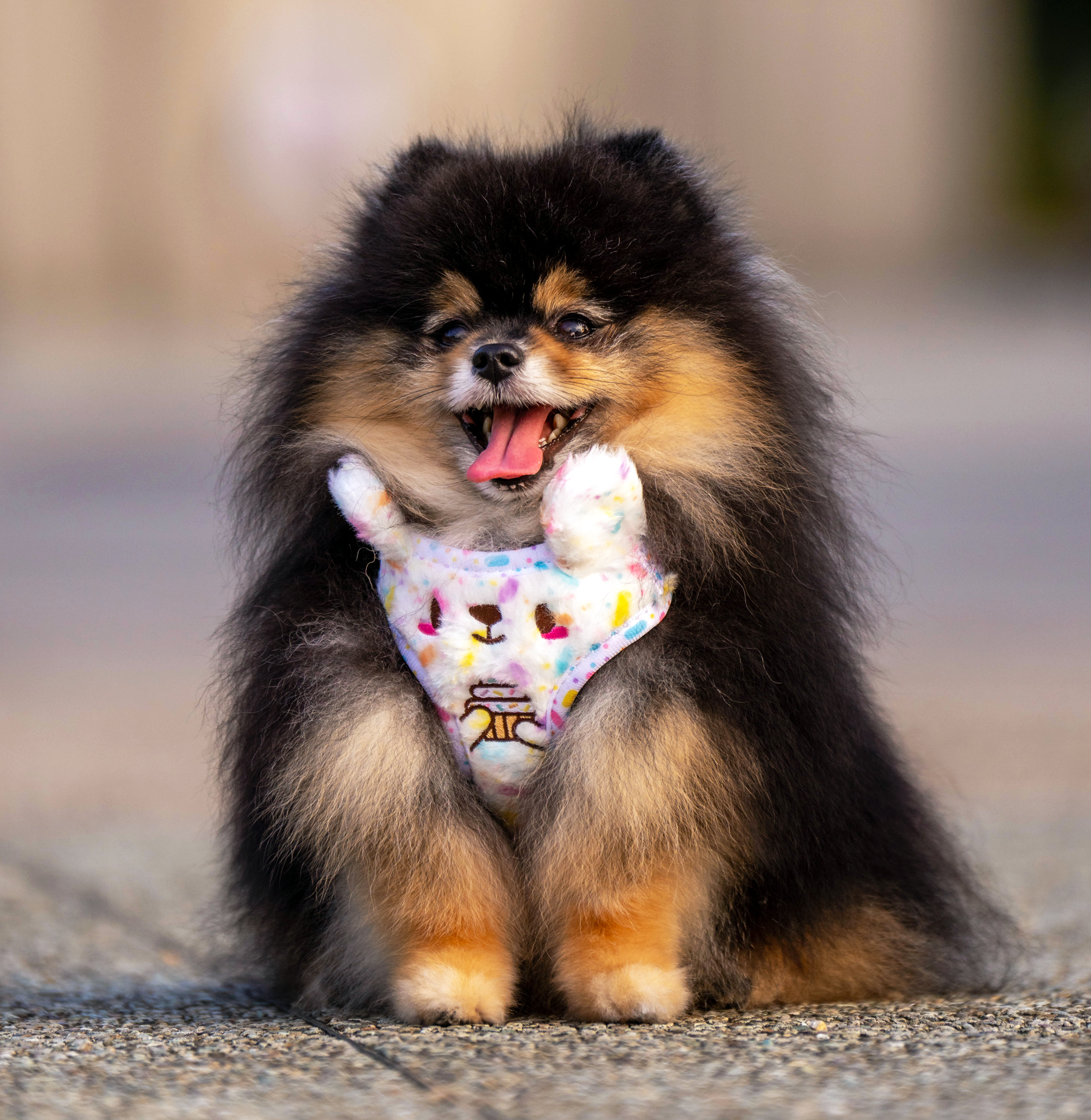 MozoMozo Kappukeiki-Kuma Harness