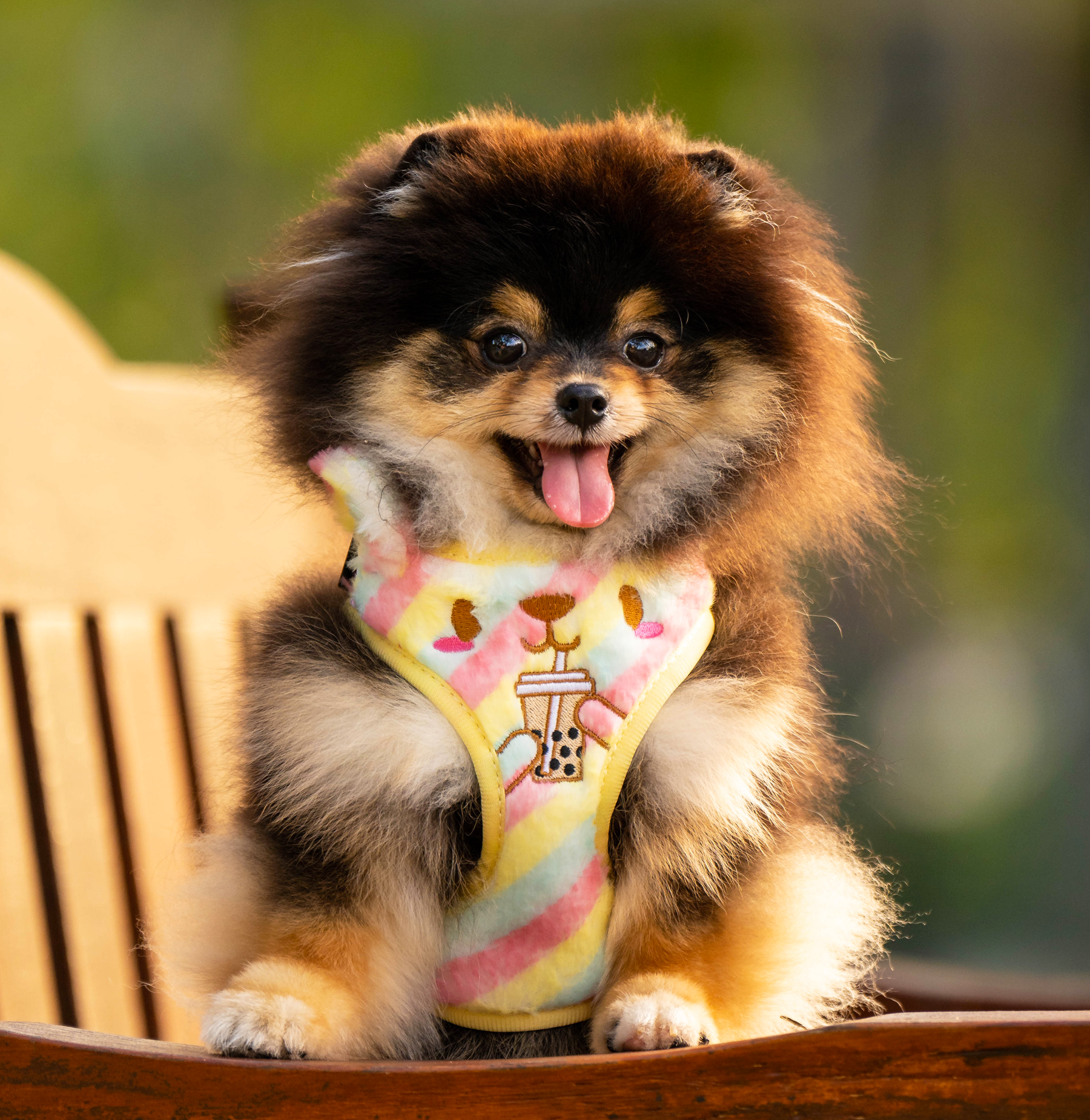 MozoMozo Tapiokati-Kuma Harness