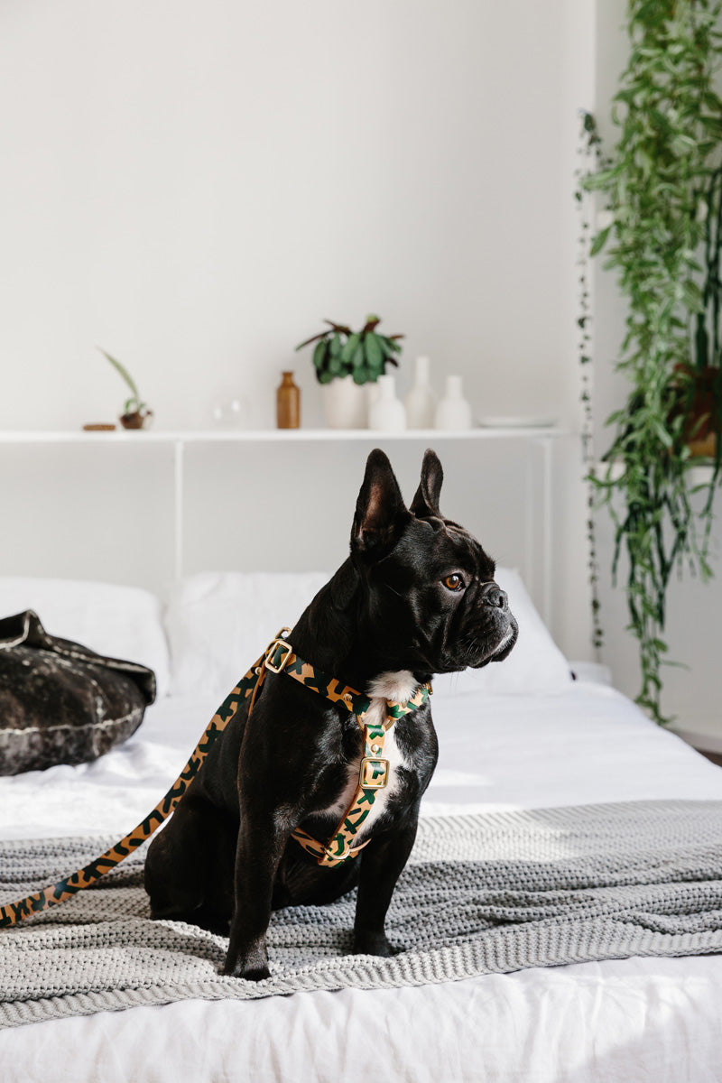 Nice Digs Mark Making Leash