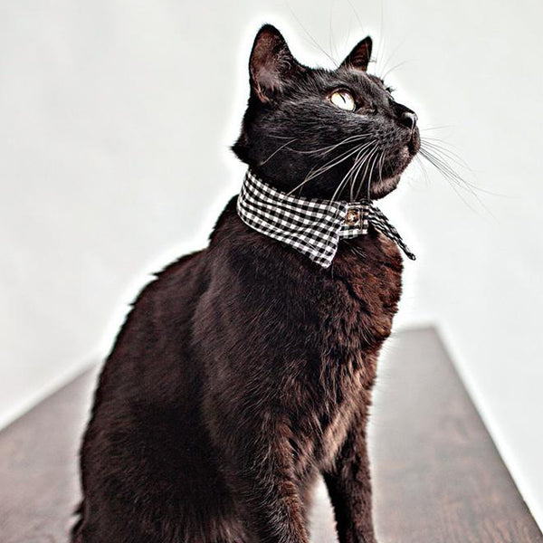 The Rover Boutique Gingham Pointed Collar