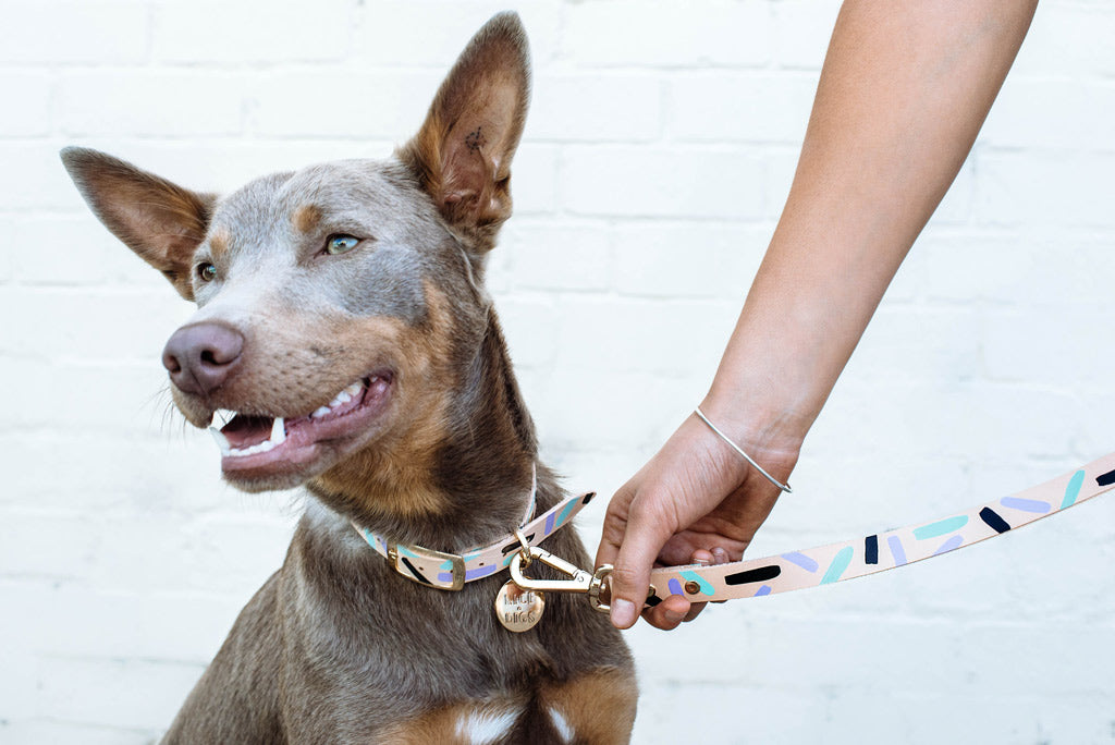 Nice Digs Tiggy Aqua Violet Collar