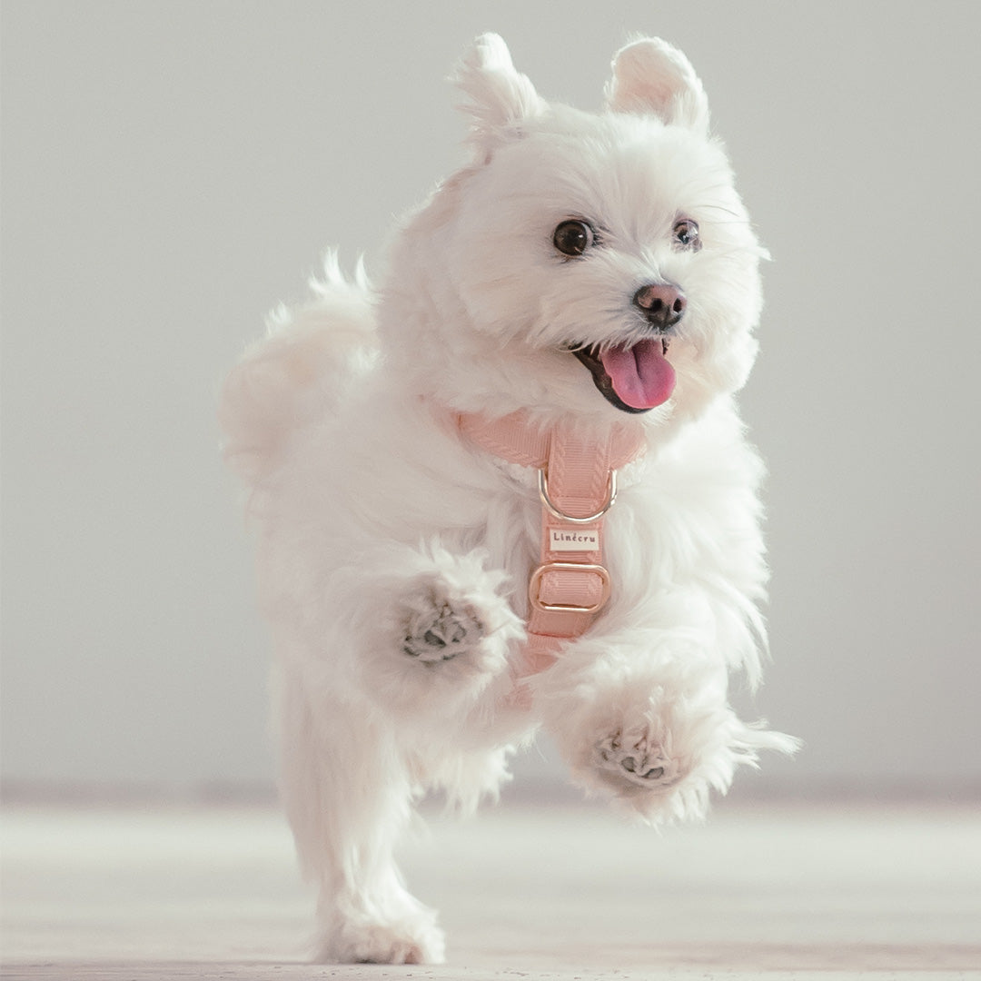 Linécru Harness '& || plain