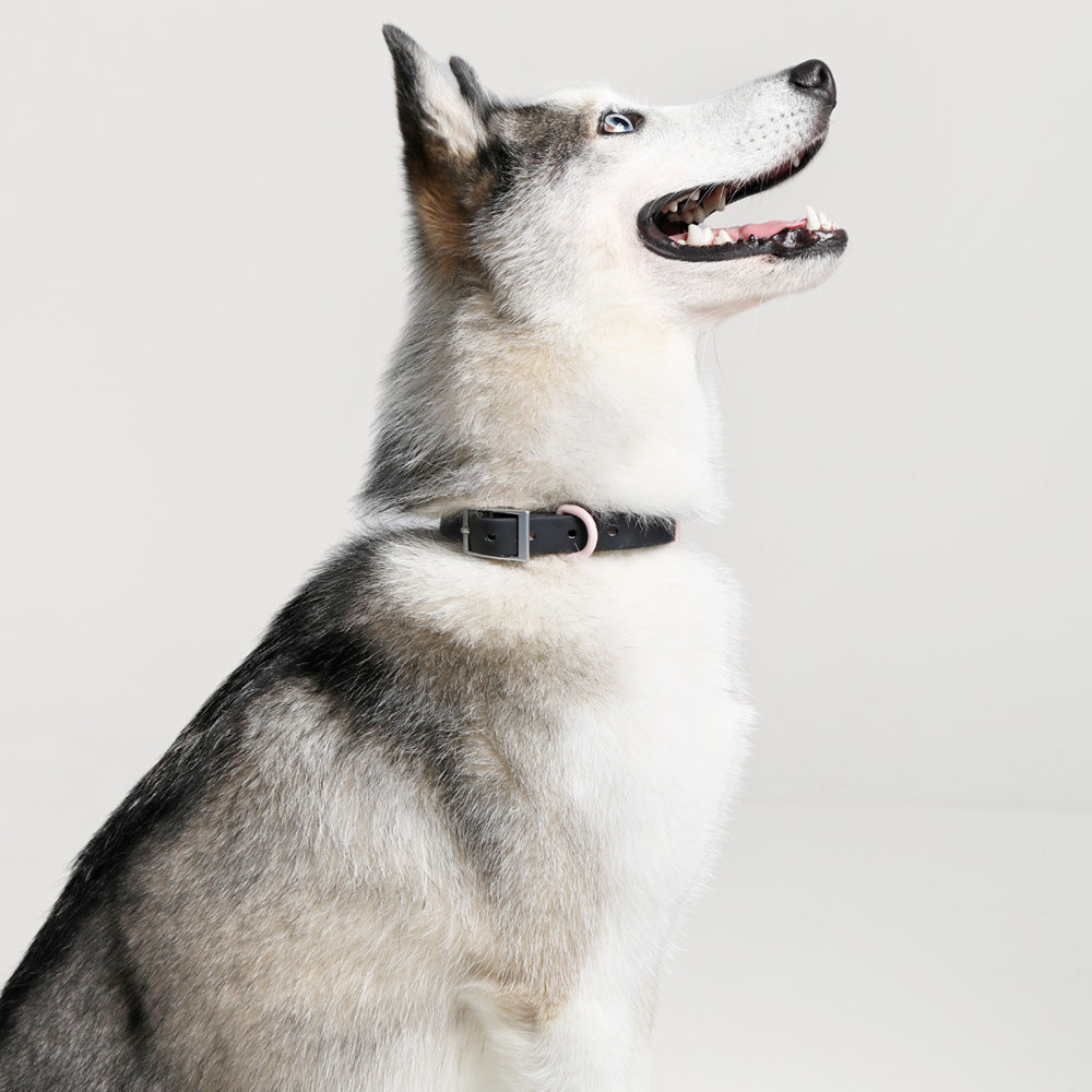 Furry Muse Wander! Waterproof Collar Ballerina