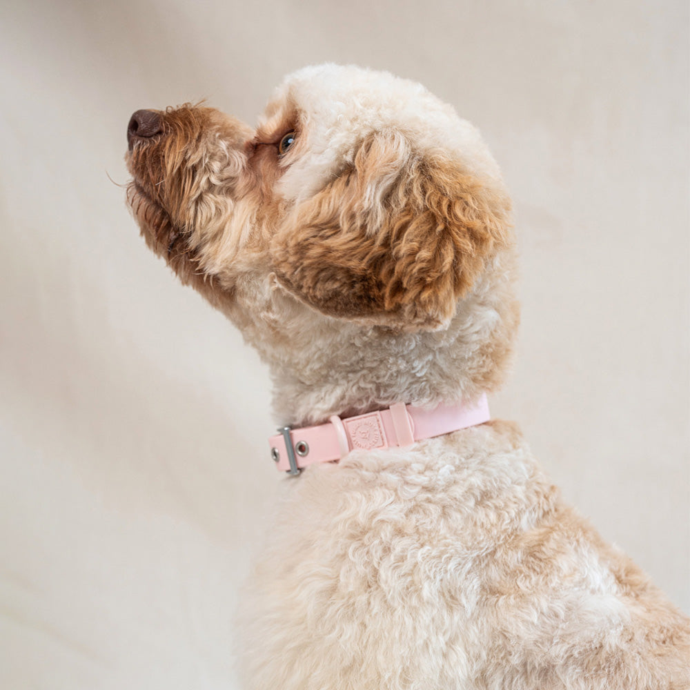 Furry Muse Wander! Waterproof Collar Blossom