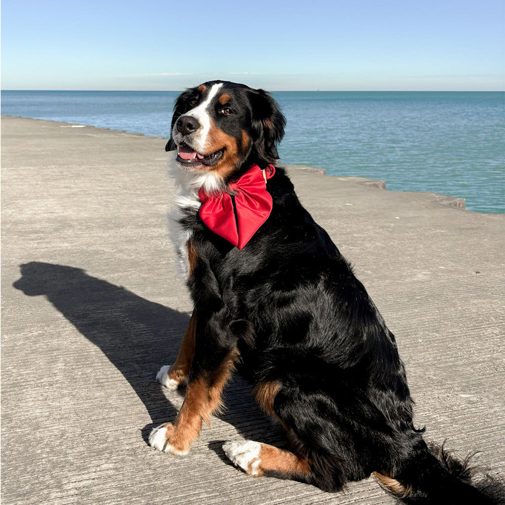 Furry Muse Satin Collar Bow Cherry