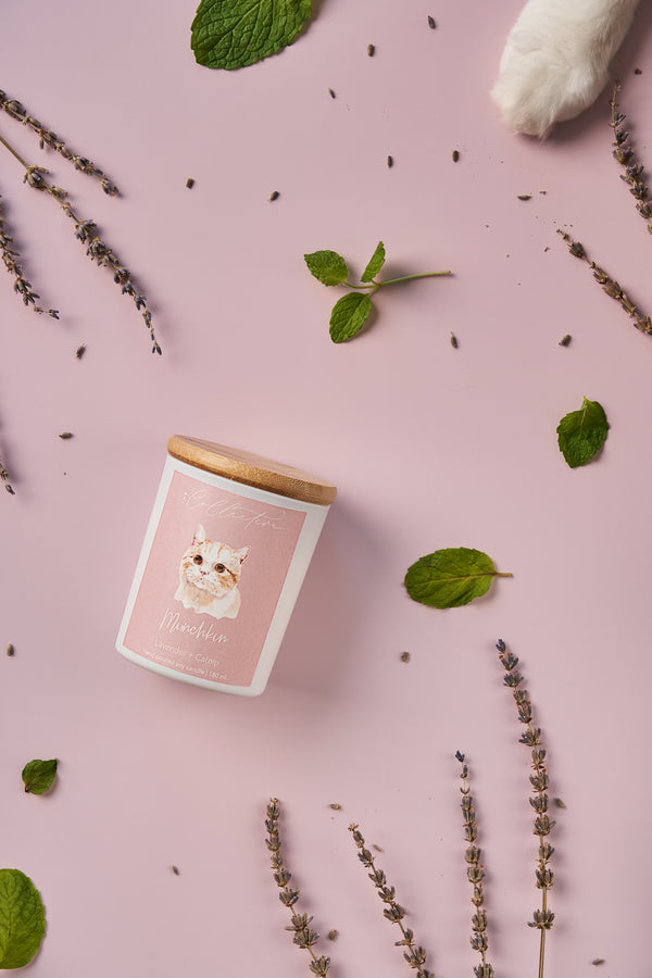 The Collective Munchkin Candle | Lavender + Catnip